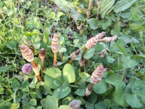 明日から高山祭り