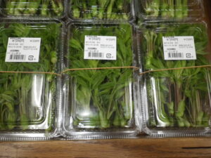 コンテツ　初入荷！