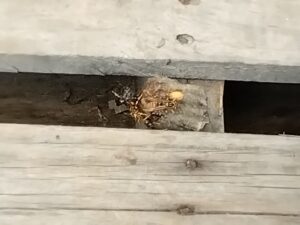 こんなところに