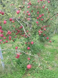 🍎リンゴの試食会